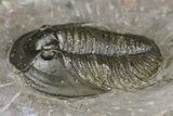 Rare Proetid Trilobite (Tropidocoryphe) - Issoumour, Morocco #154295-1
